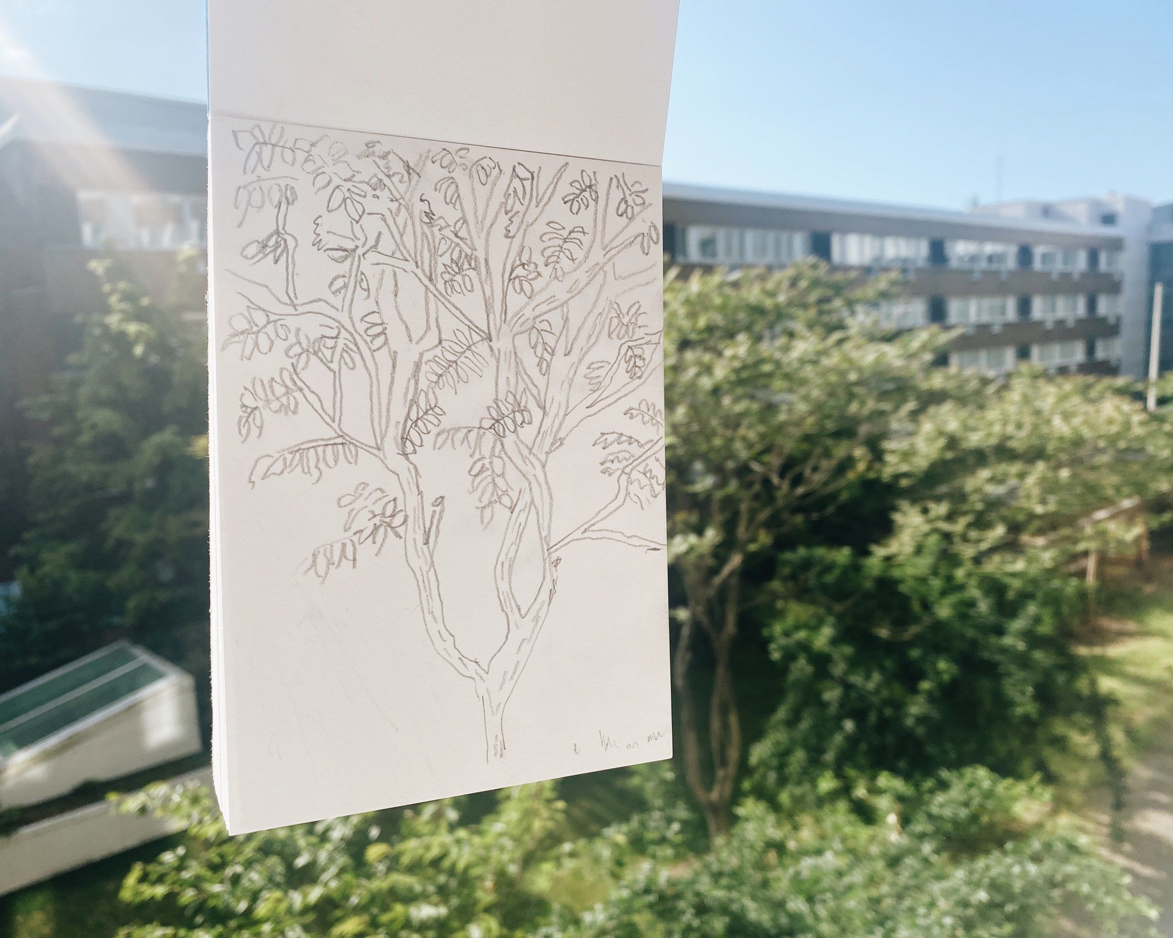 Pencil sketch of a tree held up against the real view