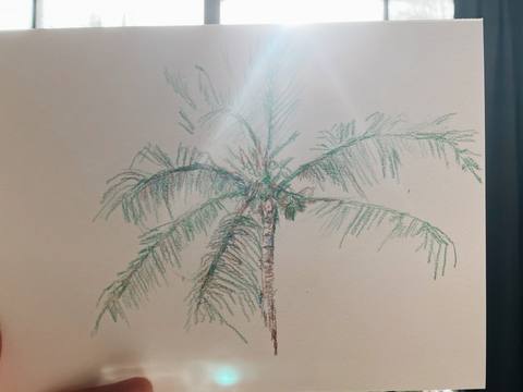 Colored pencil drawing of a palm tree on a postcard